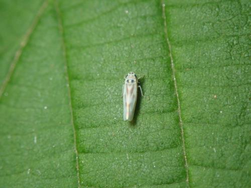 Réf. 300 569 : Arboridia sp.